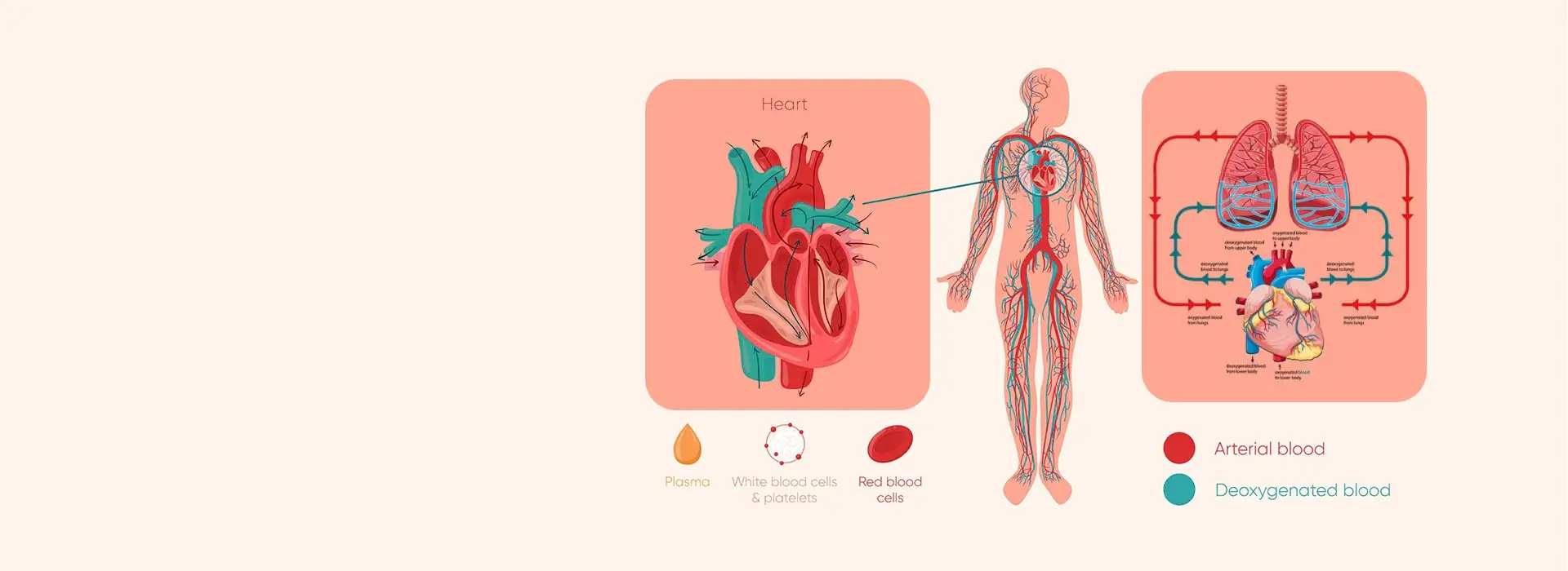 medical illustration vector