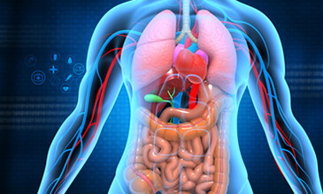 medical anatomy illustration designs