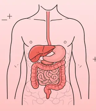 Anatomy Illustration Designs
