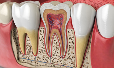 dental illustration designs