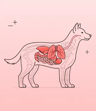 Veterinary Illustration Designs