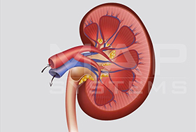 Anatomy Illustration Experts